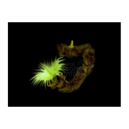 Sabellastarte sp. - Feather Duster - Yellow