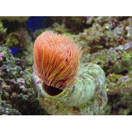 Protula bispiralis - Hard Tube Worm - Orange