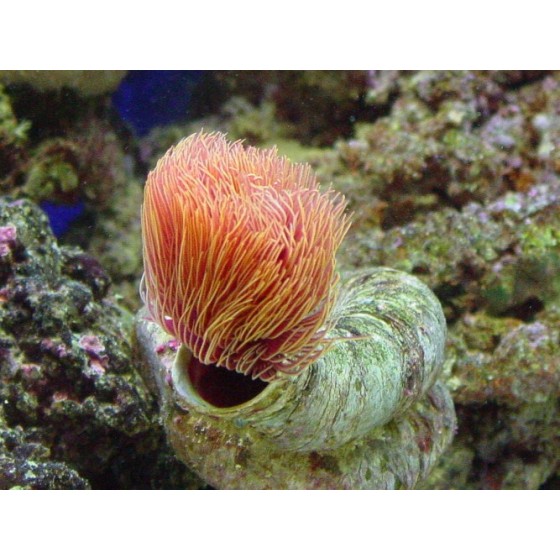 Protula bispiralis - Hard Tube Worm - Orange