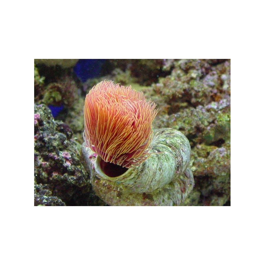 Protula bispiralis - Hard Tube Worm - Orange