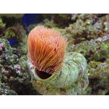 Protula bispiralis - Hard Tube Worm - Orange