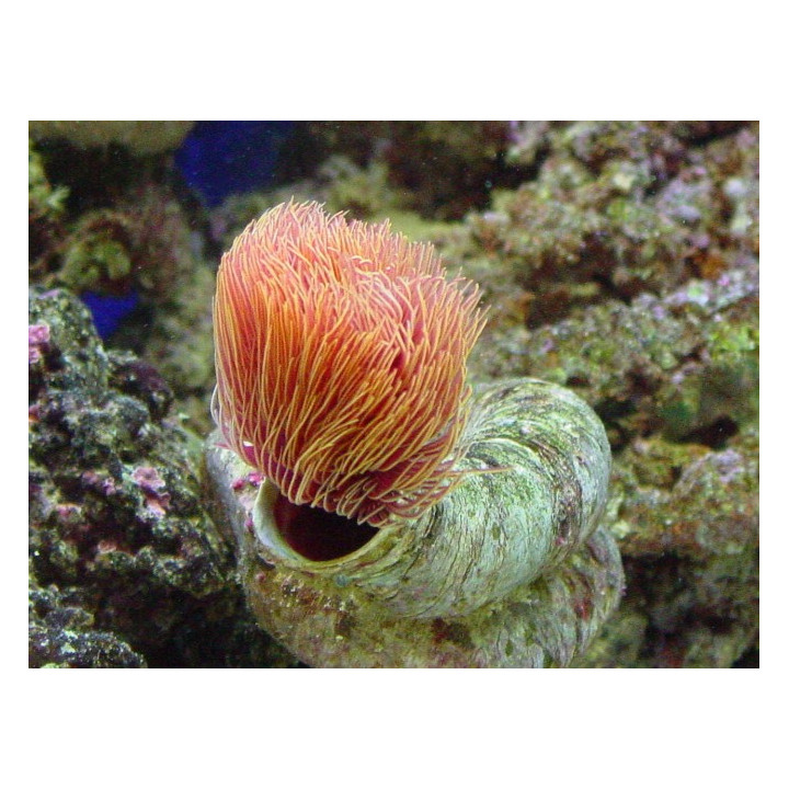 Protula bispiralis - Hard Tube Worm - Orange