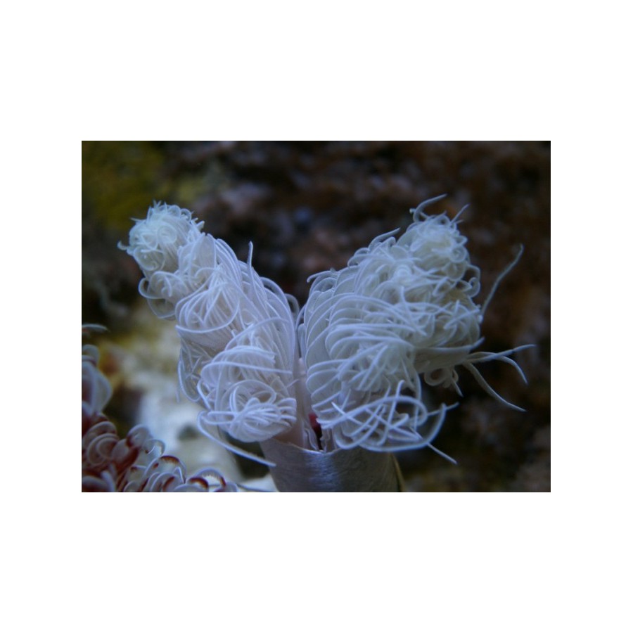 Protula bispiralis - Hard Tube Worm - White