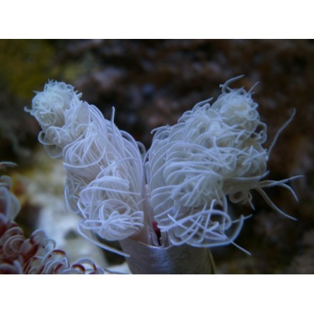 Protula bispiralis - Hard Tube Worm - White