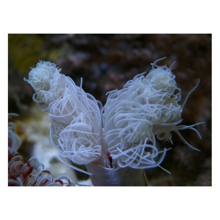 Protula bispiralis - Hard Tube Worm - White