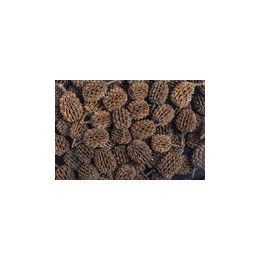 ARKA Casuarina Cones 1-3cm - ARKA