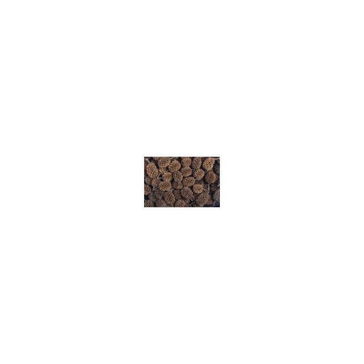 ARKA Casuarina Cones 1-3cm - ARKA