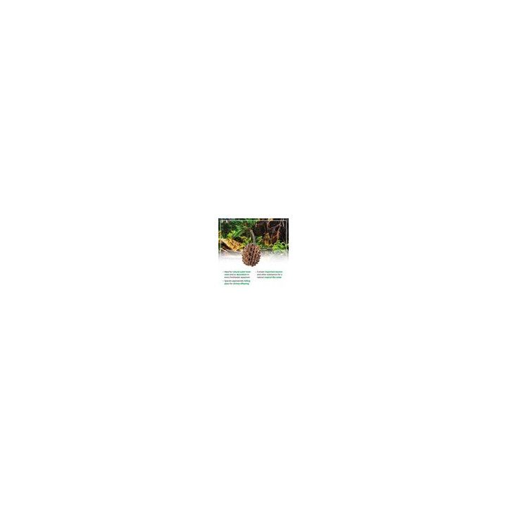ARKA Casuarina Cones 1-3cm - ARKA