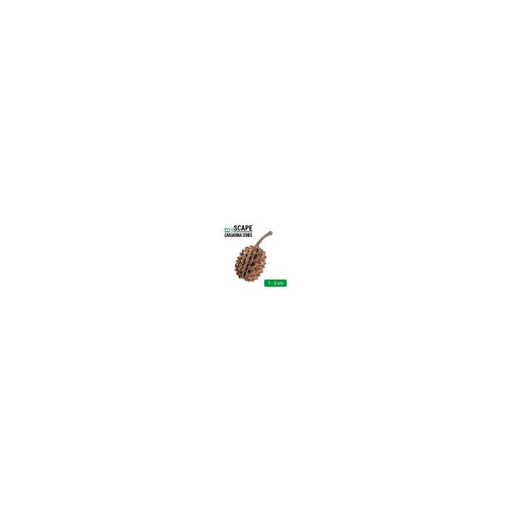ARKA Casuarina Cones 1-3cm - ARKA