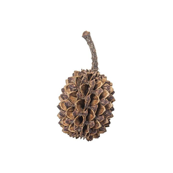 ARKA Casuarina Cones 1-3cm - ARKA