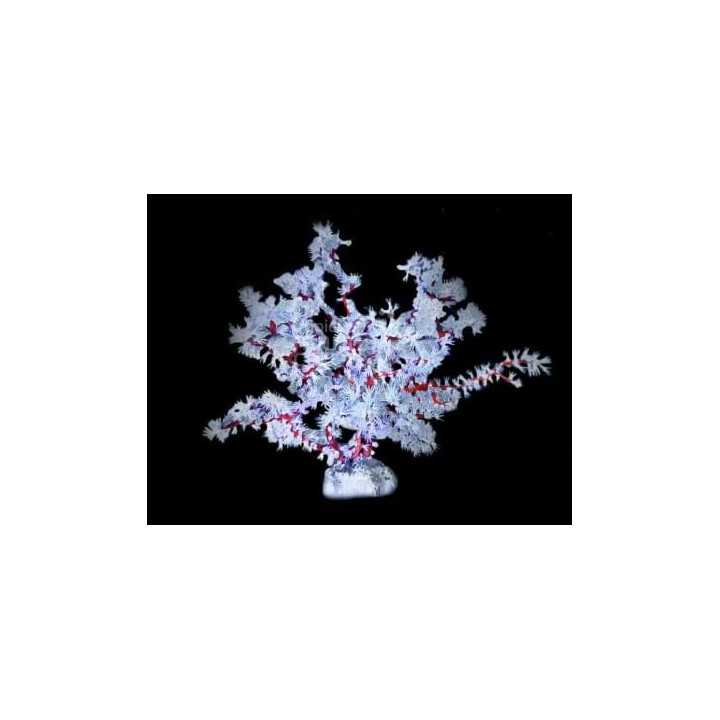 Acalycigorgia sp. - Blue Polyp Gorgonia