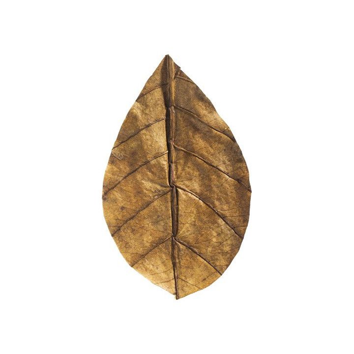 ARKA Catappa Leaves S 12,5-16cm - ARKA