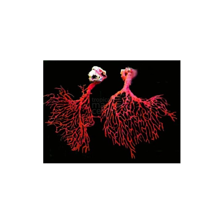 Gorgonia sp. - Coloured Whip / Fan Gorgonia -
