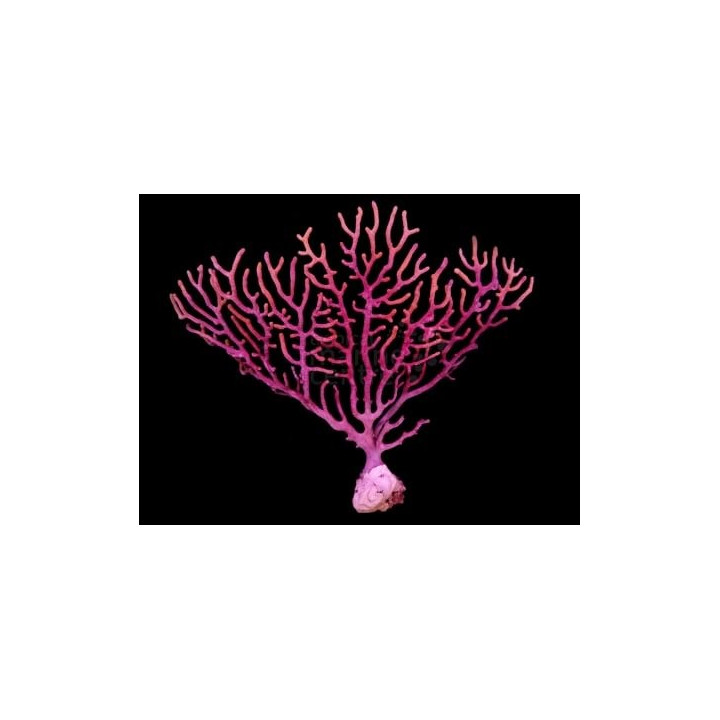 Muricea sp. - Cultured Finger Gorgonia