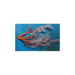 Lophogorgia nodulifera - Finger Gorgonia - Red