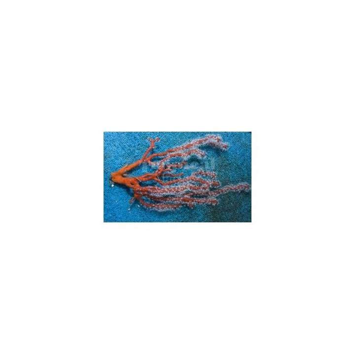 Lophogorgia nodulifera - Finger Gorgonia - Red