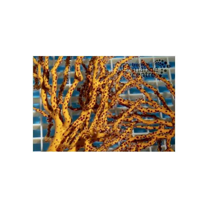 Lophogorgia nodulifera - Finger Gorgonia - Yellow