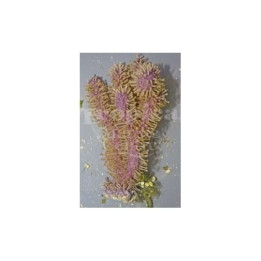 Brierium asbestinum - Purple Bush Gorgonia
