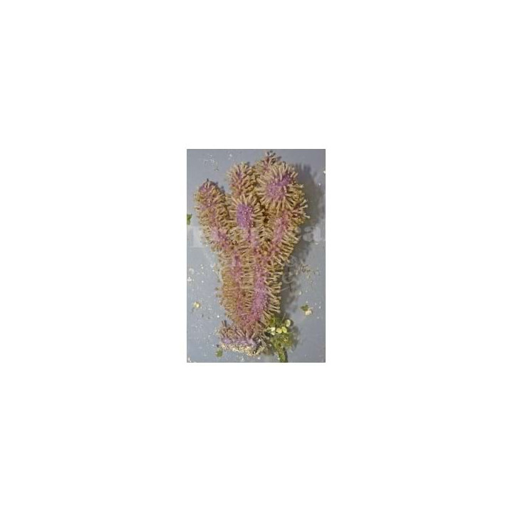 Brierium asbestinum - Purple Bush Gorgonia