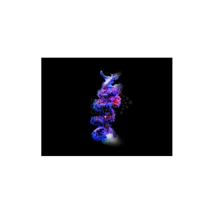 Cirrhipathes spiralis - Spiral Gorgonia