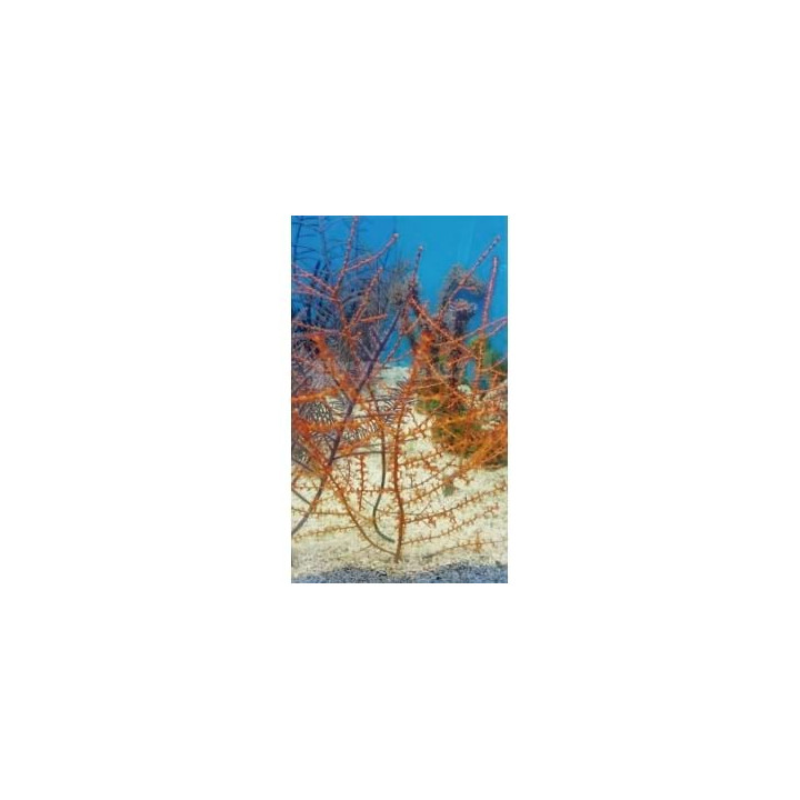 Swiftia exserta - Tree Gorgonia - Orange