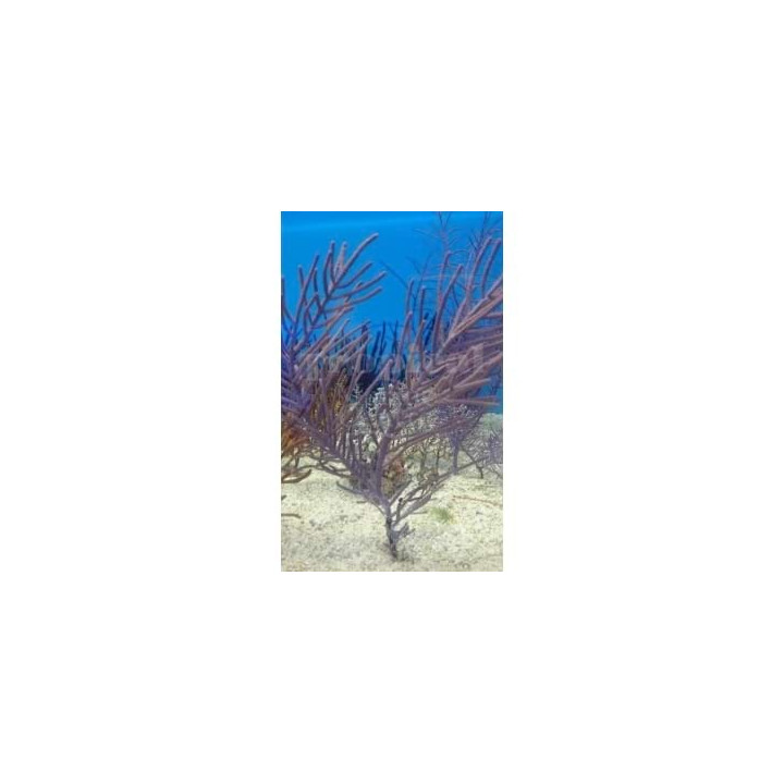 Muriceopsis flavida - Tree Gorgonia - Purple