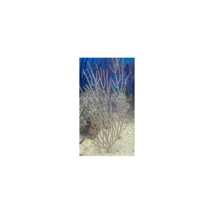 Muricea sp. - Tree Gorgonia - Silver