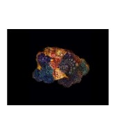 Sympodium sp. - Blue Cauliflower