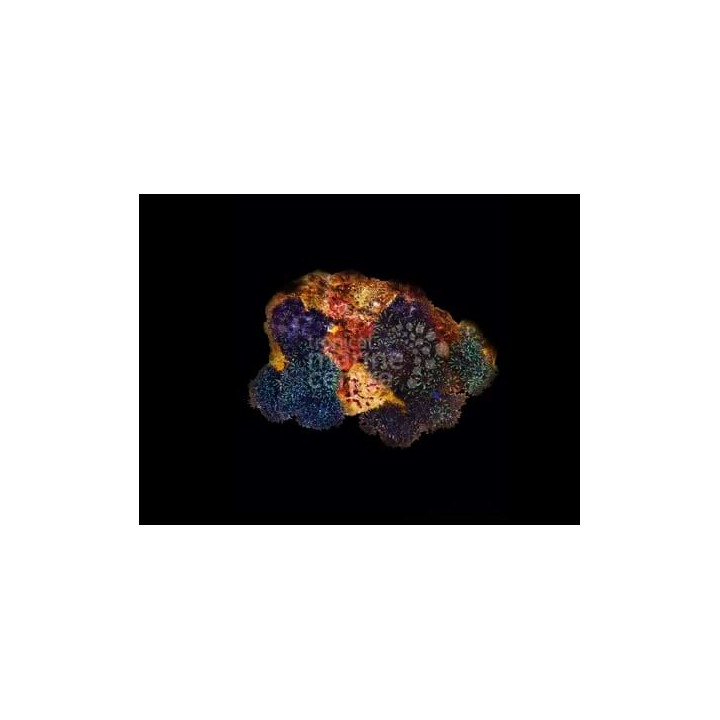 Sympodium sp. - Blue Cauliflower