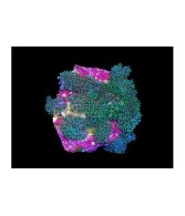 Sympodium sp. - Blue Cauliflower - Cultured