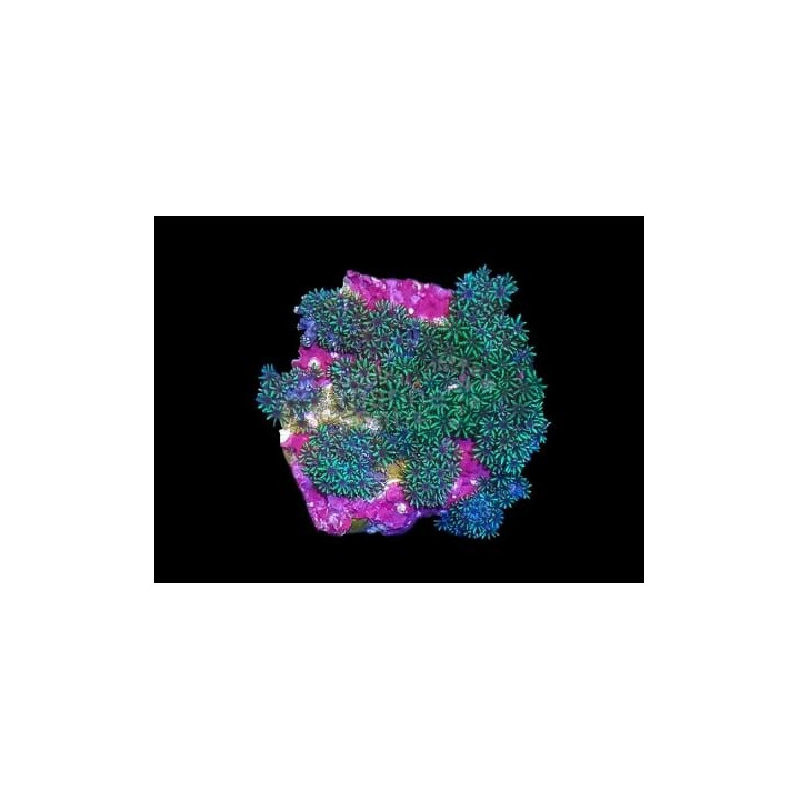 Sympodium sp. - Blue Cauliflower - Cultured