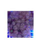 Zoanthus spp. - Button Polyp