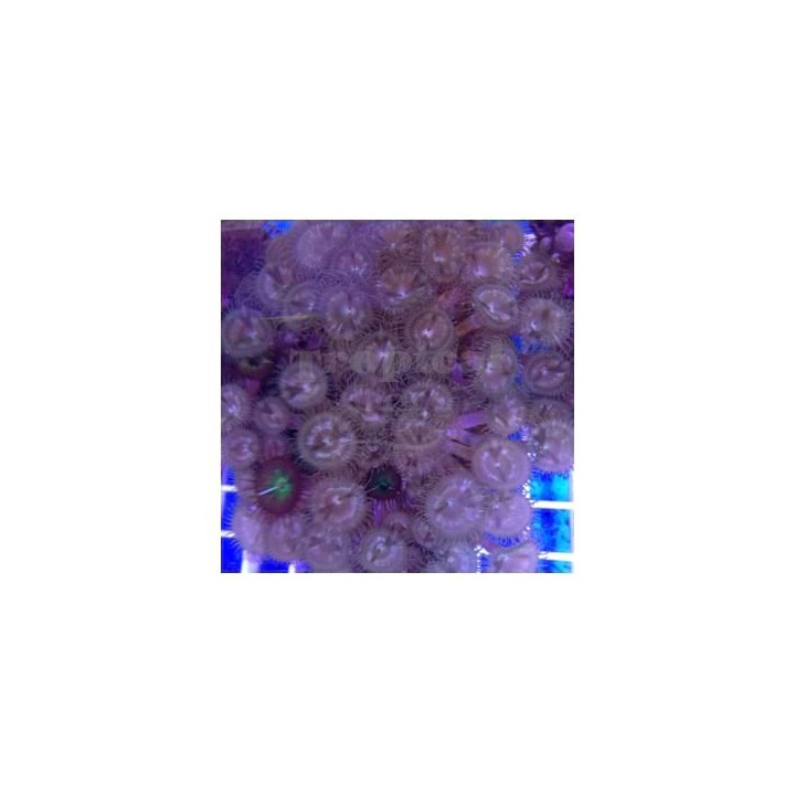Zoanthus spp. - Button Polyp