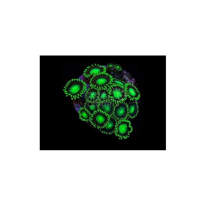 Zoanthus spp. - Button Polyp - Coloured