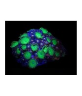 Protopalythoa spp. - Button Polyp - Giant Green