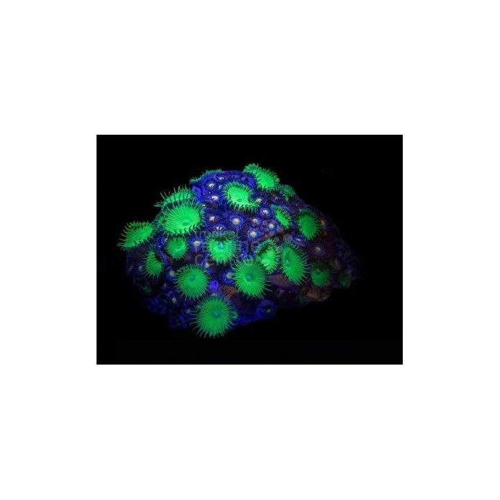 Protopalythoa spp. - Button Polyp - Giant Green -