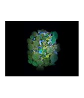 Protopalythoa spp. - Button Polyp - Giant Green Cultured