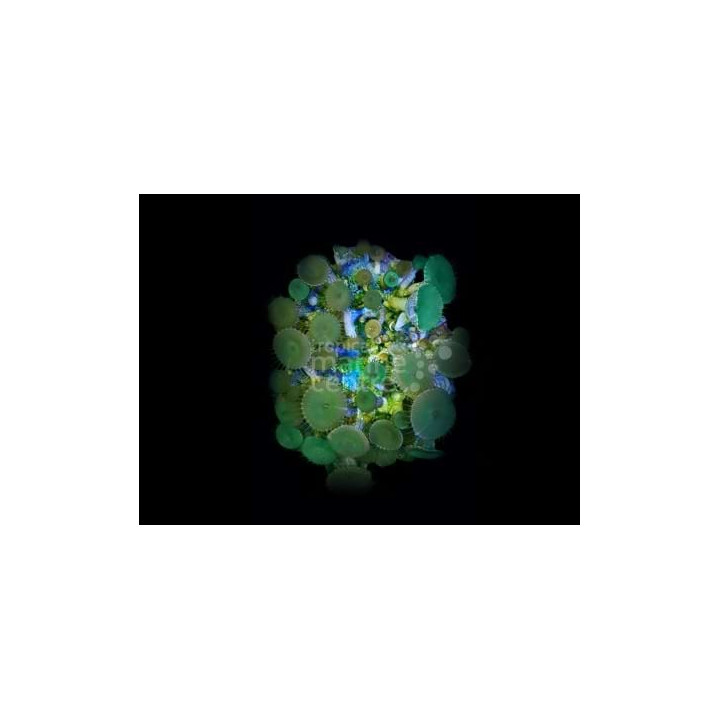 Protopalythoa spp. - Button Polyp - Giant Green Cultured