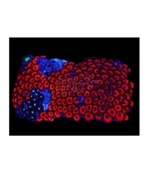 Zoanthus spp. - Button Polyp - Super coloured