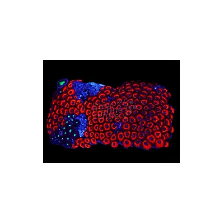 Zoanthus spp. - Button Polyp - Super coloured