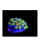 Zoanthus spp. - Button Polyp - Super Coloured Cultured