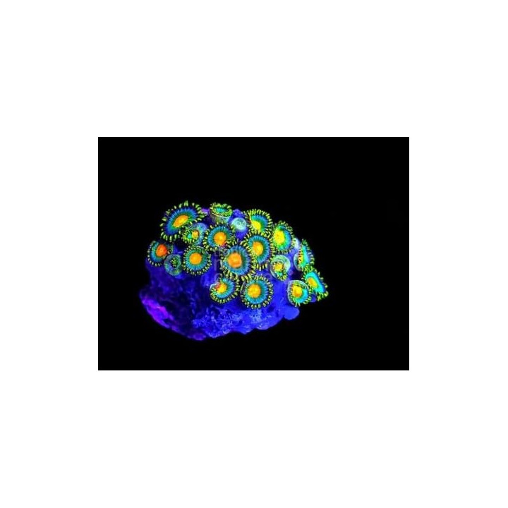 Zoanthus spp. - Button Polyp - Super Coloured Cultured