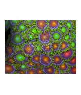 Zoanthus spp. - Coloured Polyp