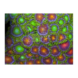 Zoanthus spp. - Coloured Polyp