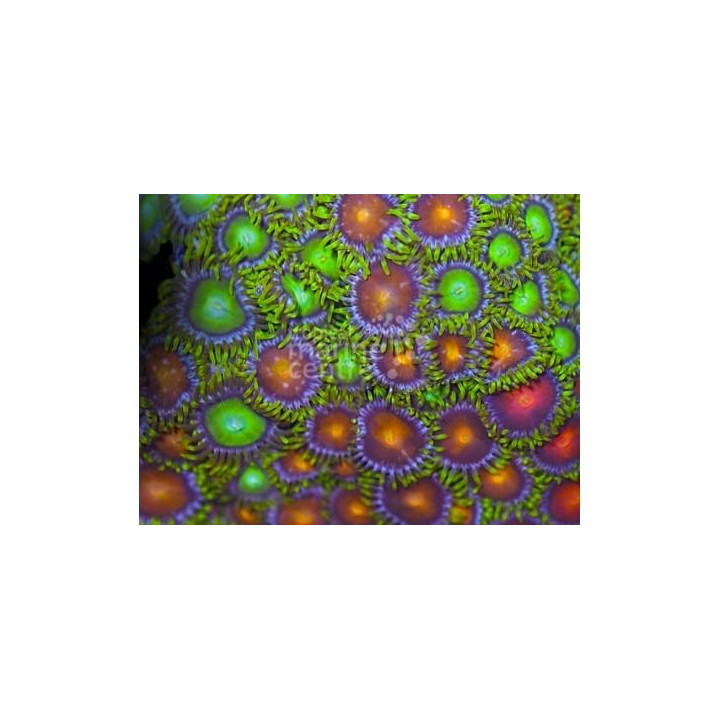 Zoanthus spp. - Coloured Polyp