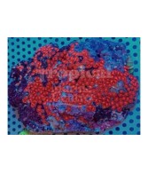 Zoanthus spp. - Coloured Polyp - Dwarf Red