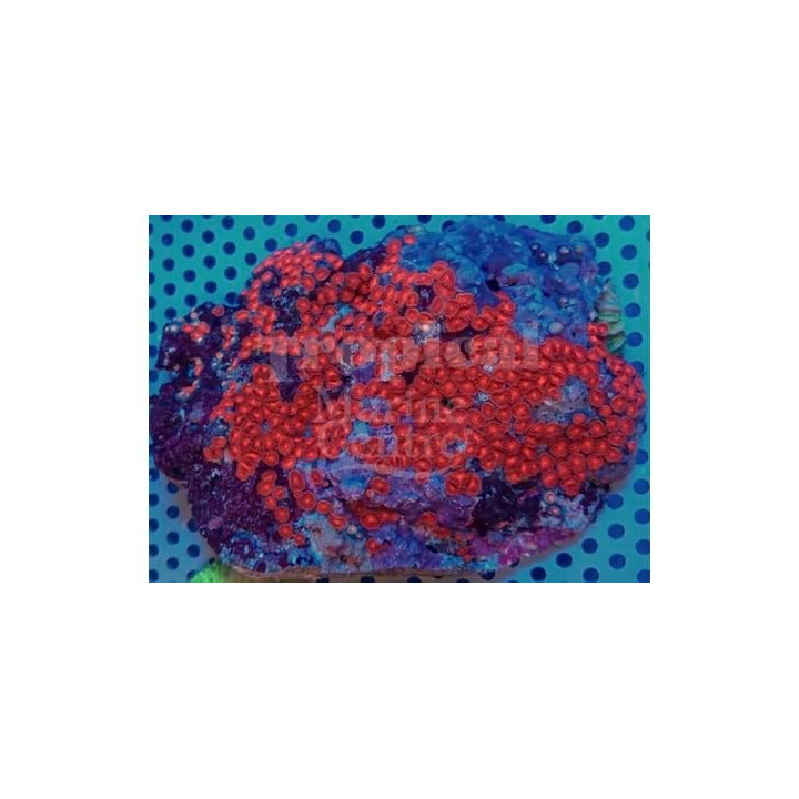 Zoanthus spp. - Coloured Polyp - Dwarf Red
