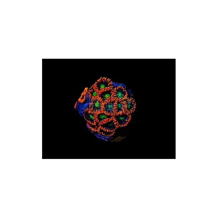 Zoanthus spp. - Coloured Polyp - South Pacific