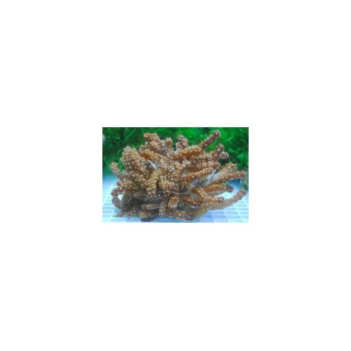 Lsaurus spp. - Snake Polyp