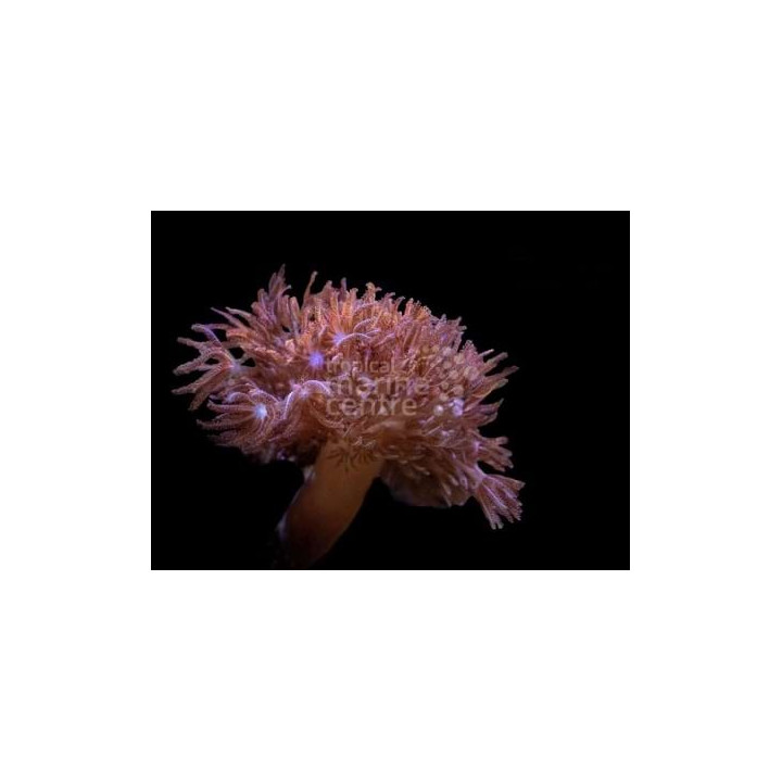 Xenia spp. - South Pacific Pulse - White